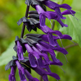 Salvia Amistad 9cm