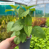 Salvia Amistad 9cm