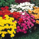 Chrysanthemum Hardy Mums Mixed