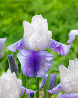 Iris germanica 'Latest Style'