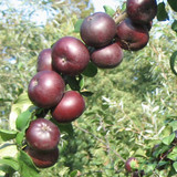 Apple 'Api Noir'