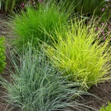 Festuca glauca 'Golden Toupee'