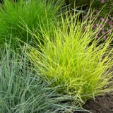 Festuca glauca 'Golden Toupee'