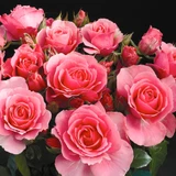 Rose 'You're Beautiful'