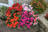 Impatiens Athena Double Mixed (Maxi Plugs)