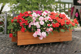 Impatiens Athena Double Mixed (Maxi Plugs)