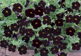 Calibrachoa Can Can Black Cherry