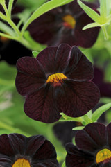 Calibrachoa Black Cherry