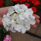 Geranium Grandeur White