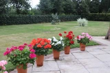 Geranium Patio Zonal Mix