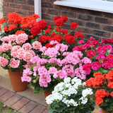 Geranium Patio Zonal Mix