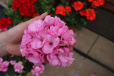 Geranium Grandeur Pink