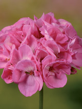 Geranium Grandeur Pink