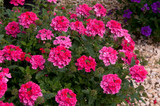 Verbena Endurascape Hot Pink
