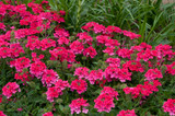 Verbena Endurascape Hot Pink