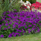Verbena Endurascape Purple