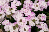 Verbena Endurascape White Blush