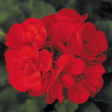 Geranium Grandeur Red