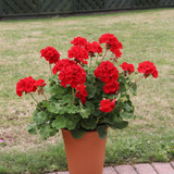 Geranium Grandeur Red