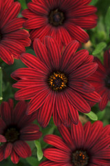 Osteospermum Dark Red