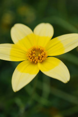 Bidens Golden Eye Improved