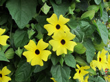 Thunbergia alata 'Sunny Susy' Lemon