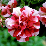 Petunia Tumbelina Cherry Ripple (Pack of 5/Pack of 10)