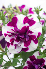 Petunia Tumbelina Damson Ripple