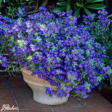 Anagallis Skylover