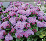 Ageratum Ariella Violet