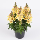 Antirrhinum Antirinca Yellow Maroon