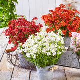 Diascia Divara Red
