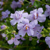 Bacopa Scopia Double Blue