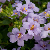 Bacopa Scopia Double Blue