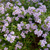 Bacopa Scopia Double Blue