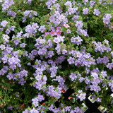 Bacopa Scopia Double Blue