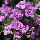 Bacopa Scopia Double Pink
