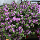 Bacopa Scopia Double Pink