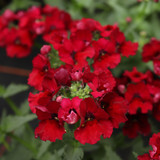 Nemesia Lyric Red