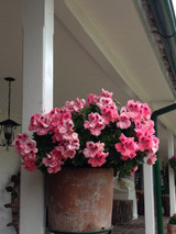 Geranium Aristo Pink