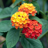 Lantana Evita Red