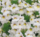 Nemesia Lyric White