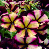 Petunia Crazytunia Pulse