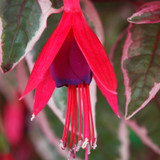 Fuchsia Tom West (Hardy)