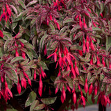Fuchsia Tom West (Hardy)