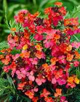 Erysimum Constant Cheer