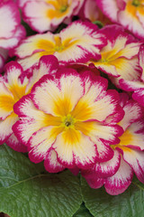 Primula Scentsation Raspberry Ripple