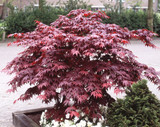 Acer palmatum Bloodgood