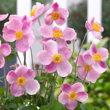 Anemone hupehensis 'Little Princess'
