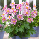 Anemone hupehensis 'Little Princess'